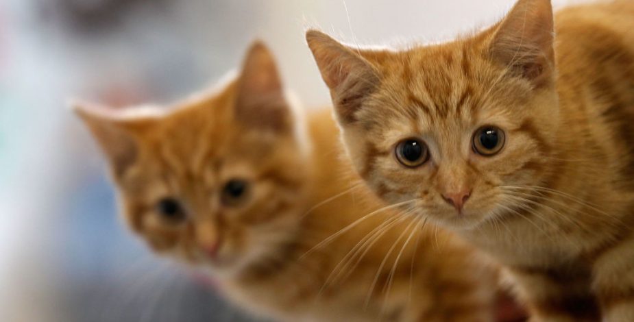 Milagrosa recuperación de un gato que casi es sacrificado en un refugio