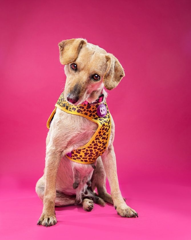 Perrita en adopción | David Fernández