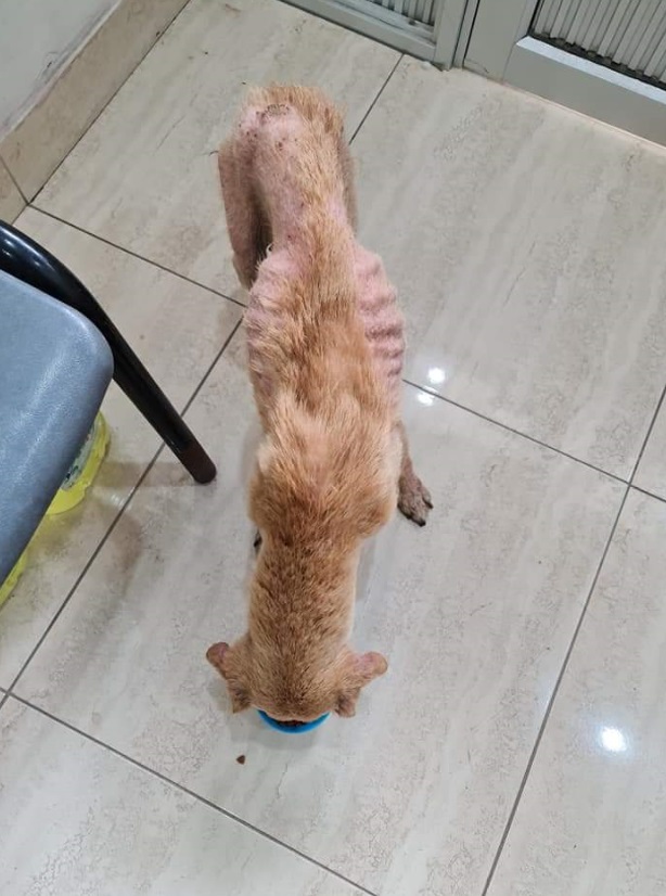 “Leidy Mamá Loca” | Perrita en adopción | David Fernández