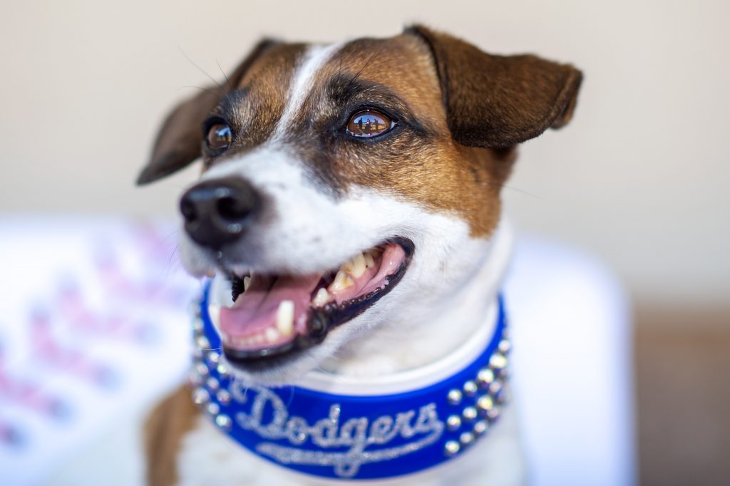 ¿Por qué el 23 de septiembre es el Día Mundial del Perro Adoptado?