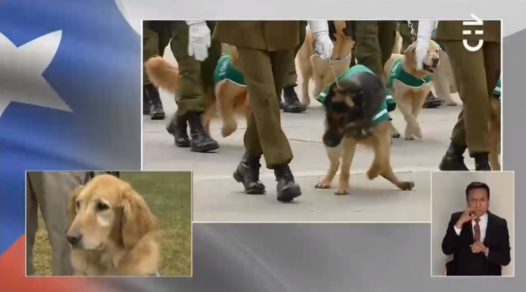 Perrito rebelde de Carabineros se robó la atención en Parada Militar