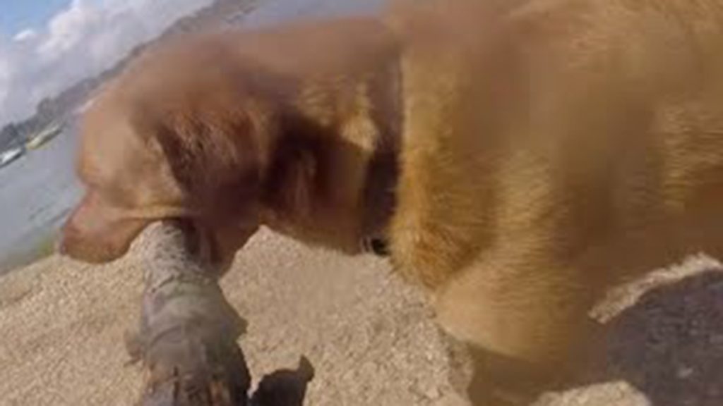 El tierno video de un perro con una GoPro es viral en YouTube