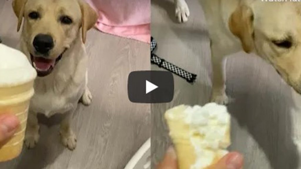Un perro que es fan del helado es viral en YouTube