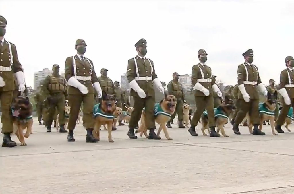 Perro "rebelde" de Carabineros se robó la atención en la Parada Militar