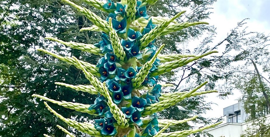 Puya alpestris: Inusual planta autóctona floreció en la Universidad de Concepción tras cuatro años