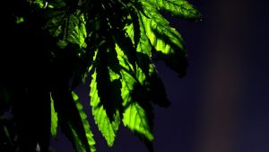 Denuncia por violencia intrafamiliar termina con decomiso de 250 plantas de marihuana en Pudahuel