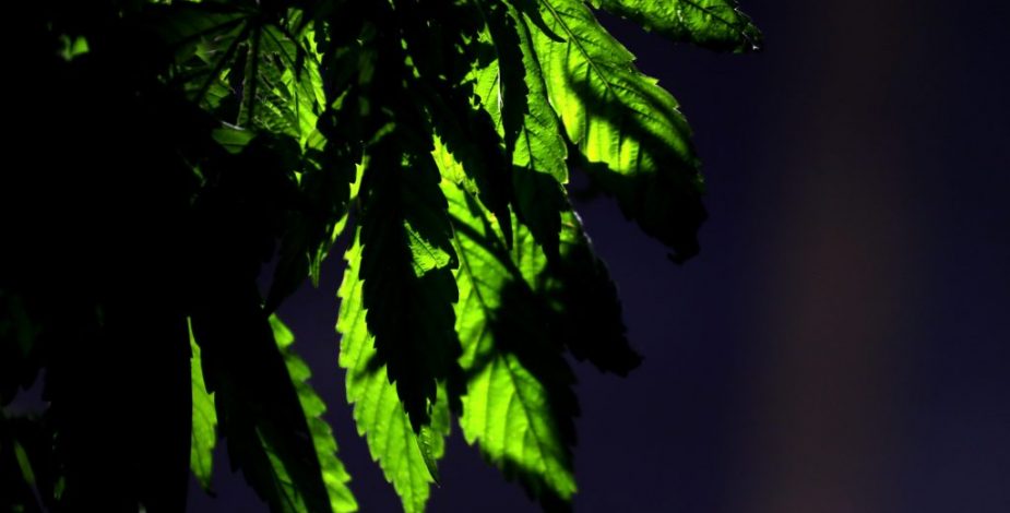 ISP evalúa a medicamento argentino basado en la marihuana para tratar la epilepsia refractaria