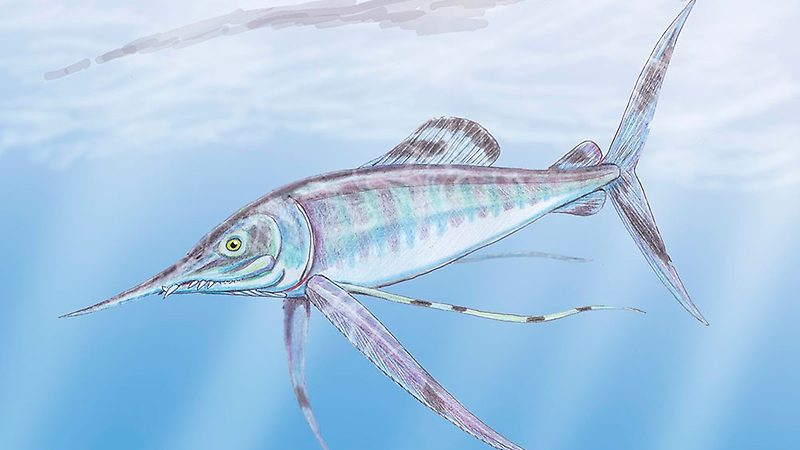 Paleontólogos encontraron fósiles de peces del periodo de los dinosaurios en Maule y Valparaíso
