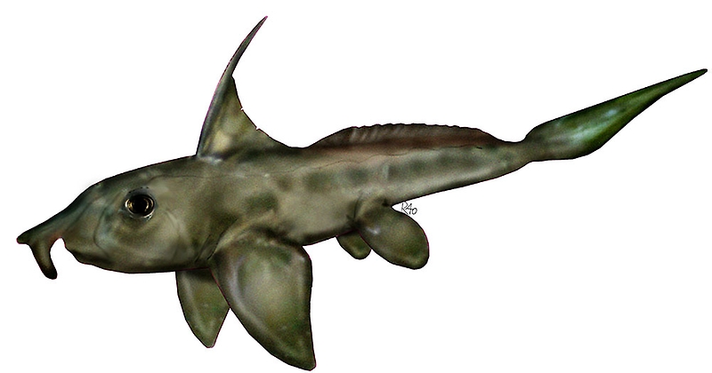 Ischyodus townsendi, encontrado en el Maule