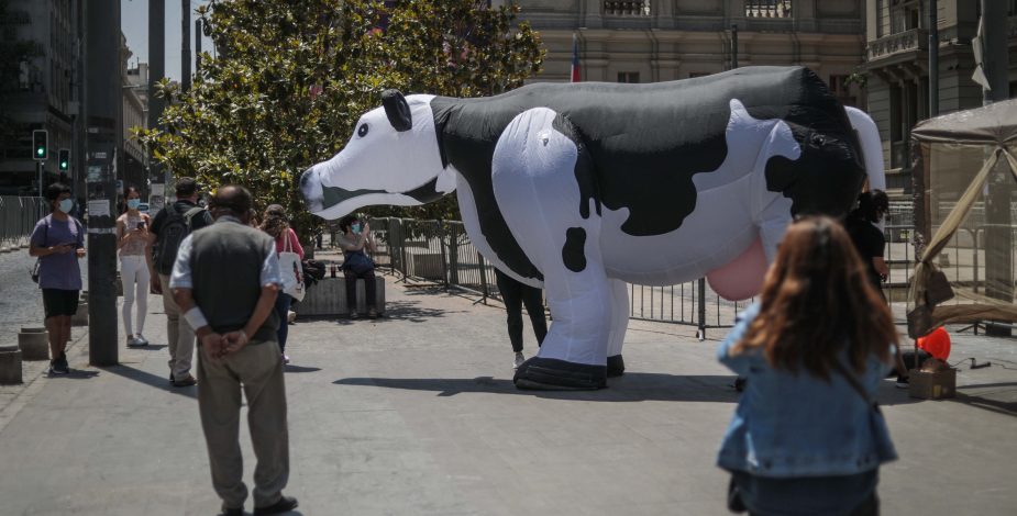 Vaca gigante apareció afuera de la Convención Constitucional: busca que animales sean incluidos como “seres sintientes” en la Constitución