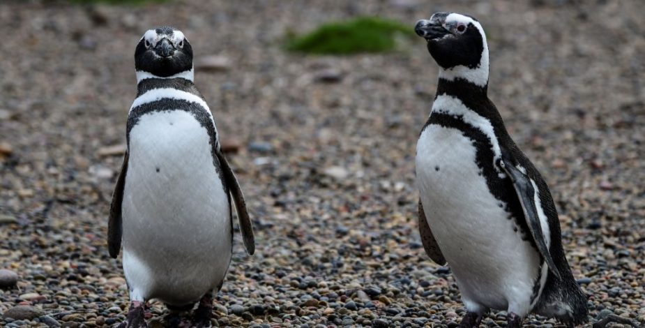 Denuncian la matanza de más de 90 pingüinos y 140 nidos en una reserva del sur de Argentina