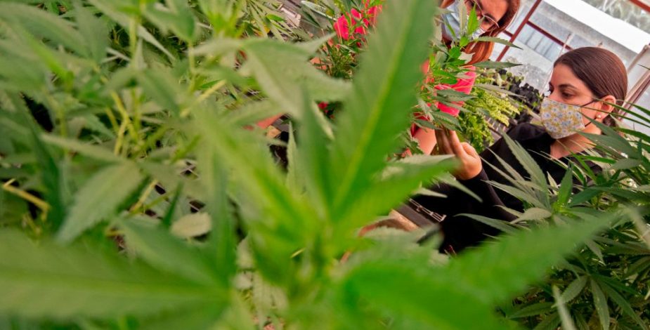 Tribunal Constitucional de Costa Rica avaló el proyecto de ley que legaliza el cannabis medicinal