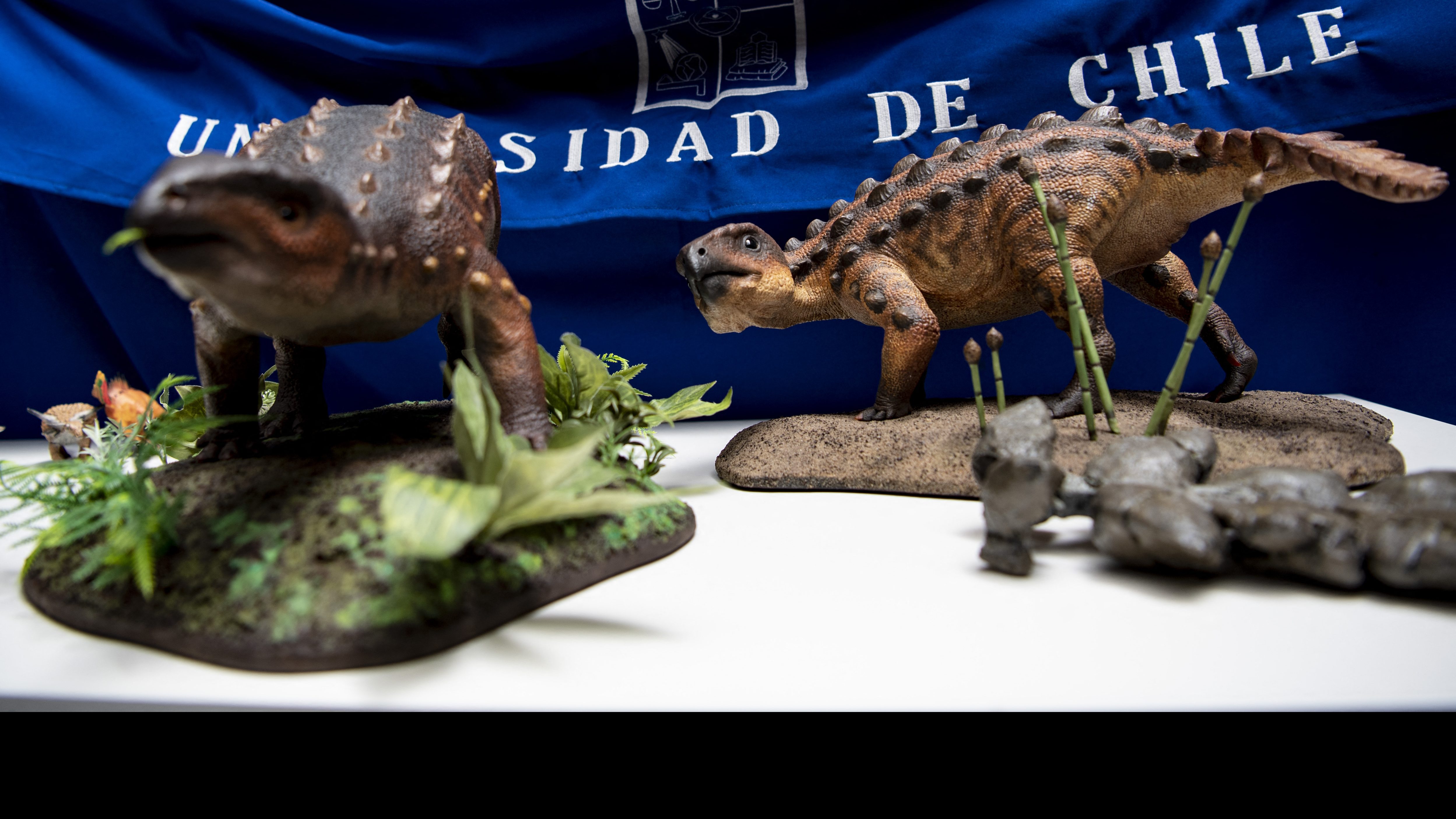 Paleontólogo que descubrió a el Stegouros elengassen: “Con este trabajo,  damos paso a la segunda etapa de la paleontología en Chile”