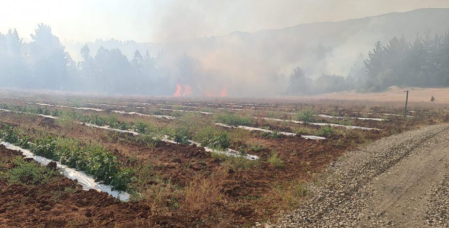 La Onemi Pidió Evacuar Zona De La Esmeralda En Quillón Por Incendio