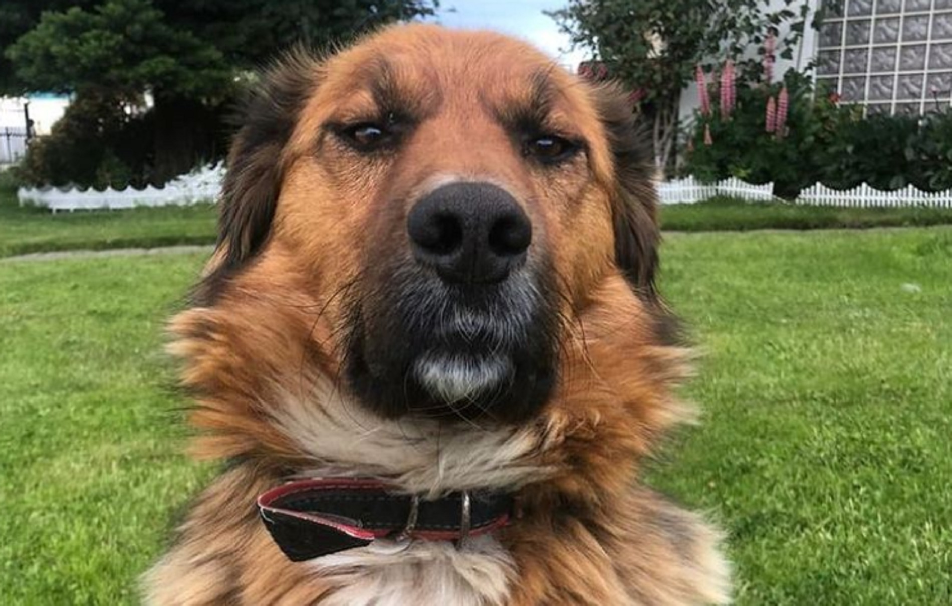 Brownie llegó a las redes sociales: perro de Gabriel Boric estrenó nuevas plataformas