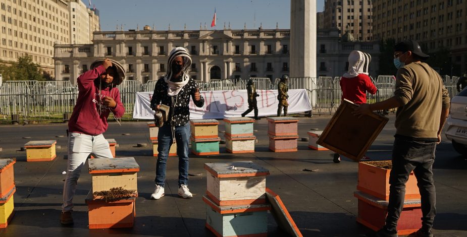 Apicultores protestaron abandonando 60 cajas-panales con abejas frente a La Moneda
