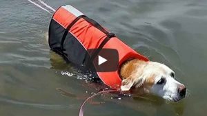 Perro discapacitado visitó el mar y video que capturó el momento se hizo viral