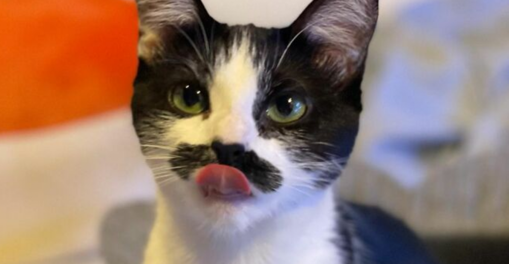 Mostaccioli: La gatita "parecida" a Freddie Mercury que conquista internet