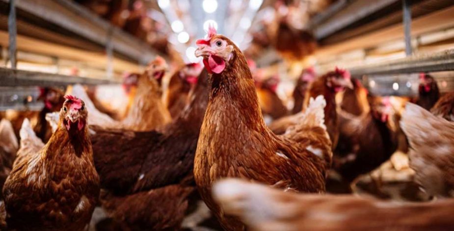 Gripe aviar: Organización Mundial de la Salud actualiza sobre el contagio entre humanos