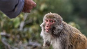Ante el avance de la viruela del mono: cuáles son los síntomas y cómo prevenirla