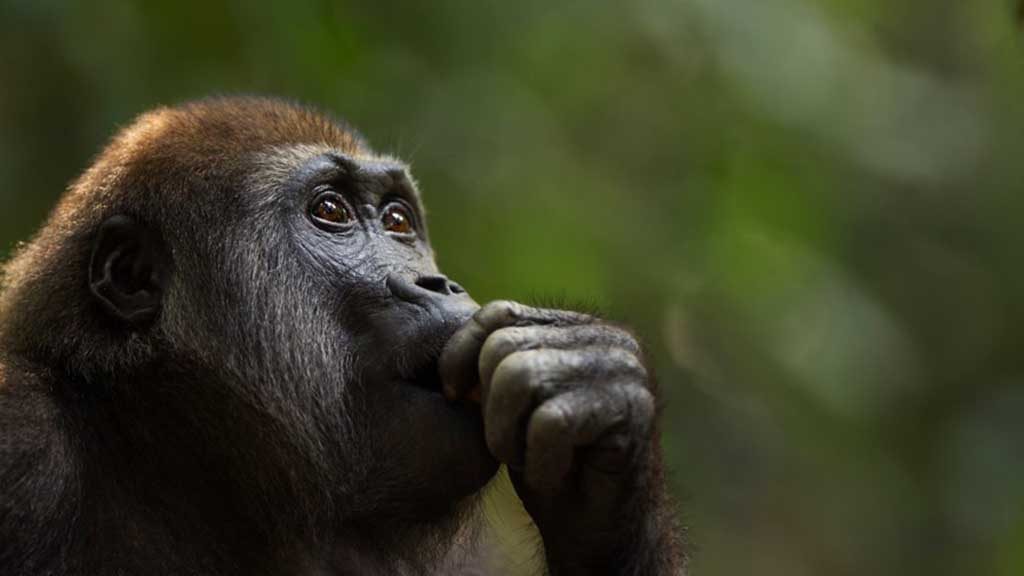 Viruela del mono: ¿Cómo se contagia en los humanos y cuáles son los síntomas?