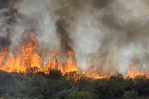 Incendios forestales dejan al menos 26 muertos en Argelia
