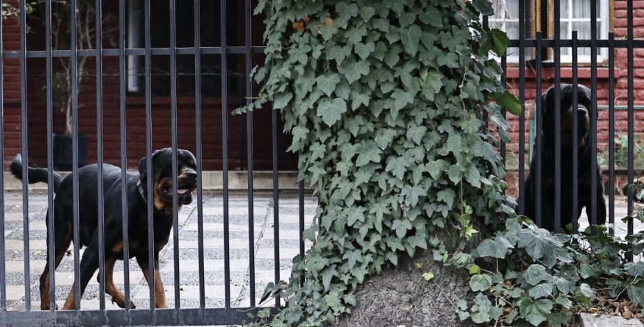 Autorizan traslado a centro de adiestramiento de perros rottweiler que atacaron a niña en La Reina