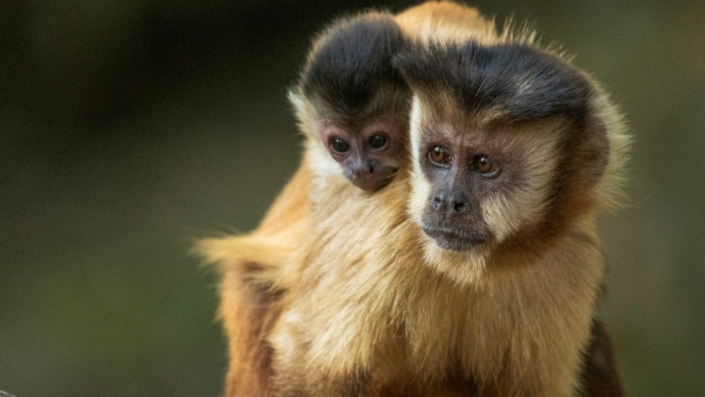 Tras denuncias de ataques a primates en Brasil: OMS pide "no matar animales" ante temor por viruela del mono