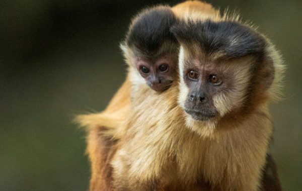 Tras denuncias de ataques a primates en Brasil: OMS pide "no matar animales" ante temor por viruela del mono