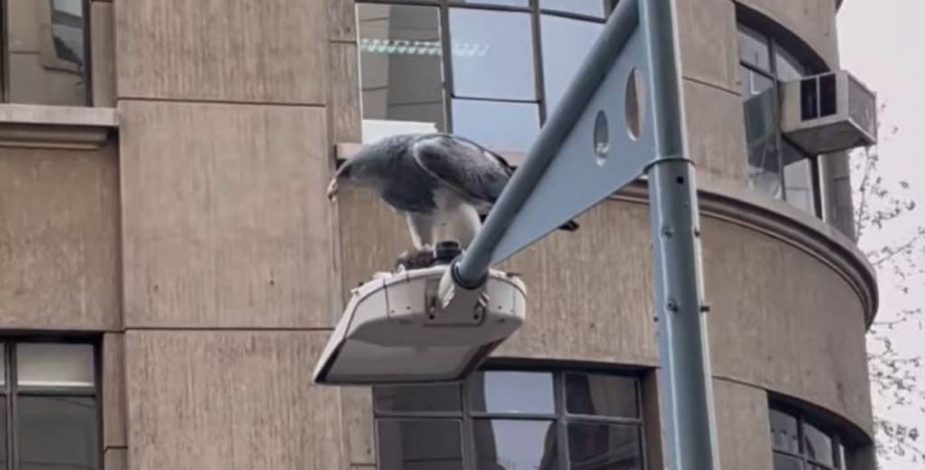 Captan un águila cazando una bandada de palomas en pleno centro de Santiago