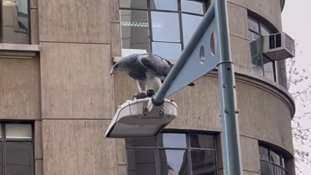 Captan un águila cazando una bandada de palomas en pleno centro de Santiago