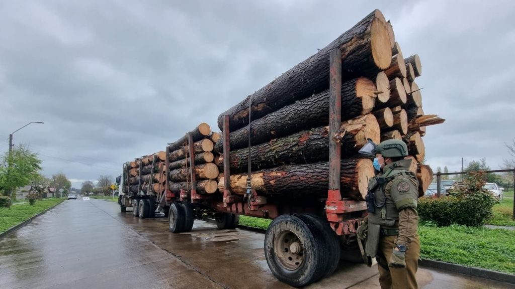 Carabinero en servicio y otras seis personas fueron dejadas en libertad tras operativo por robo de madera en La Araucanía
