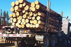 Dejan en libertad a cuatro sujetos que robaron madera desde predios pertenecientes a la forestal Arauco
