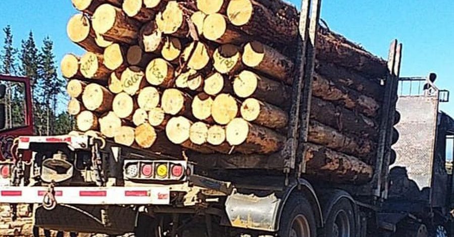 Dejan En Libertad A Cuatro Sujetos Que Robaron Madera Desde Predios