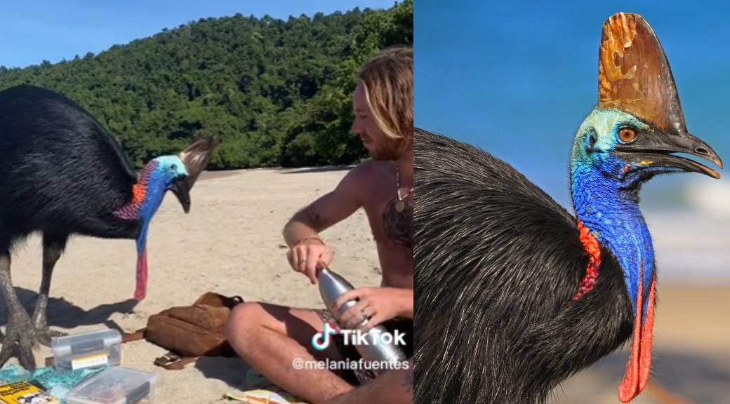 Se topó con el ave más peligrosa del mundo y no se dio cuenta: joven se  hace viral por grabar un casuario en la playa