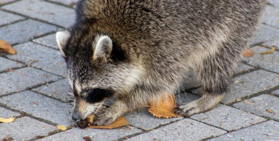 “Llegó de polizón”: SAG captura a mapache que fue visto en Iquique