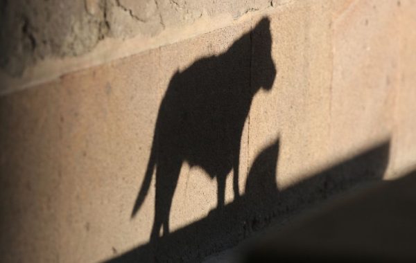 Denuncian matanza masiva de perros en Coronel: 16 canes fueron envenenados