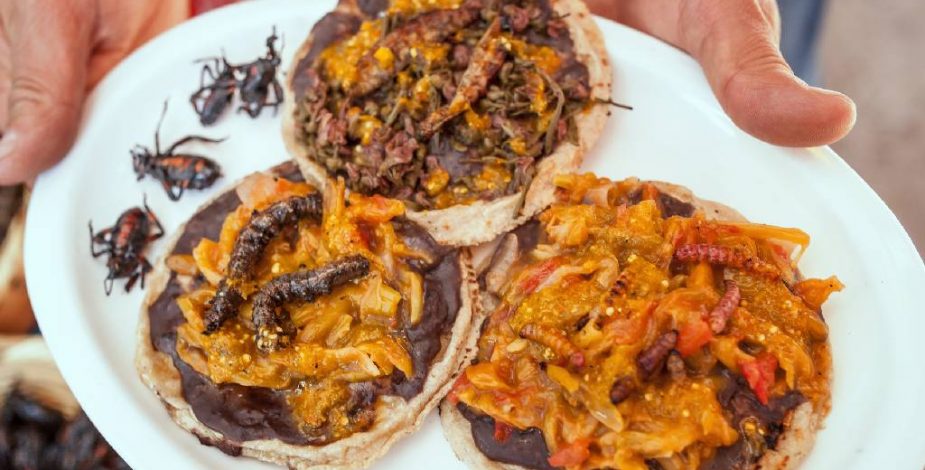 ¿Los comerías? Unión Europea autoriza dos insectos para el consumo humano