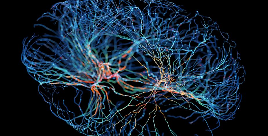 Neurocientífica por efectos cerebrales de las drogas: “Lo que están haciendo es hackear los sistemas en nuestro cerebro”