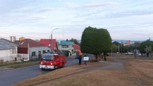 Casi se incendia: vecinos salvan árbol de la campaña del Presidente Gabriel Boric