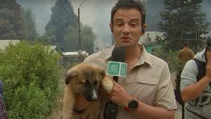 "Estaba solito ahí": Gonzalo Ramírez rescató a un perrito abandonado durante los incendios en Tomé