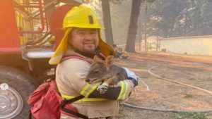 Bombero rescató a Pudú en medio de incendio en Concepción