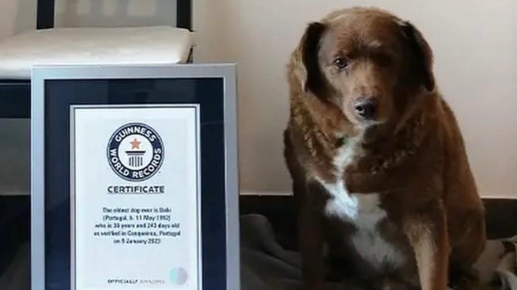 Récord Guinness: Bobi cumple 30 años y se convierte en el perro más viejo de todos los tiempos