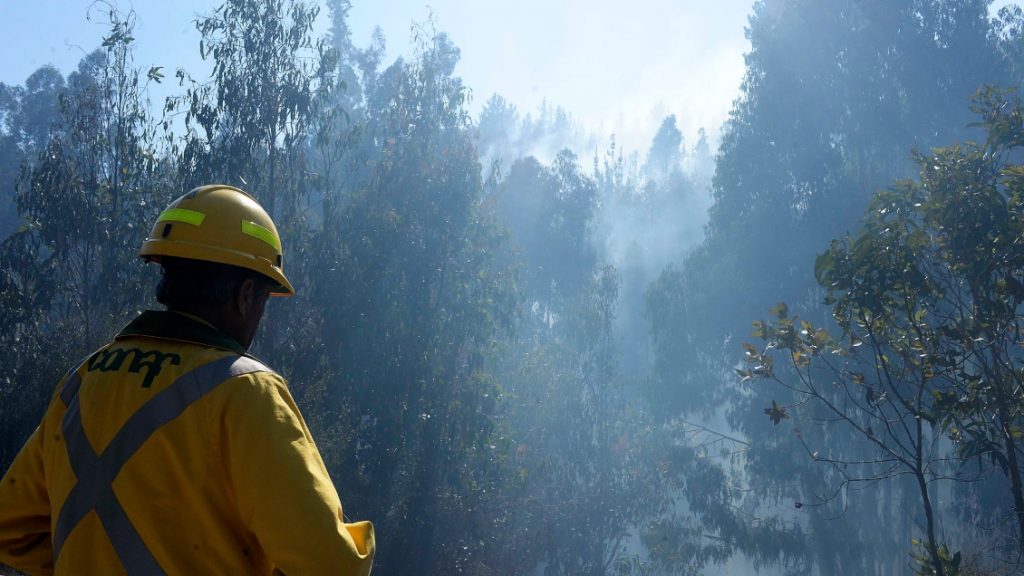 Conaf y situación de empresas forestales por incendios: "Después de esta emergencia, habrá que replantearse la situación en la que estamos"