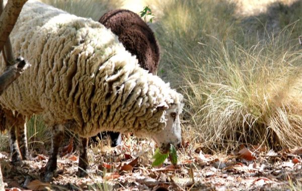 Ovejas y cabras para combatir incendios forestales