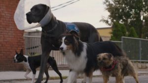 "Strays": mira el tráiler de la nueva película protagonizada por perros