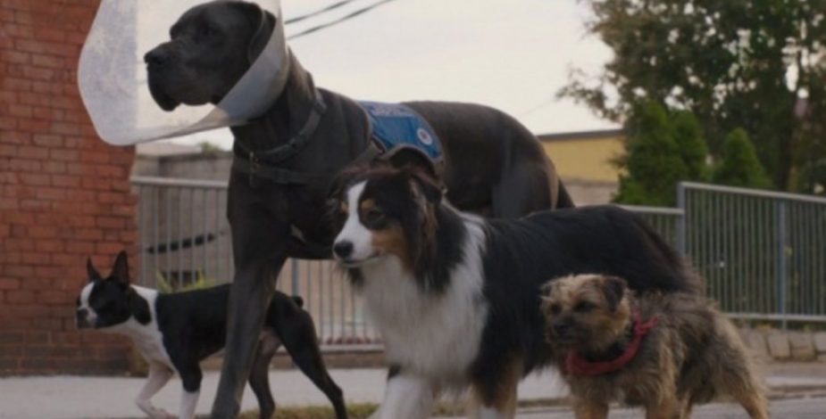 “Strays”: mira el tráiler de la nueva película protagonizada por perros