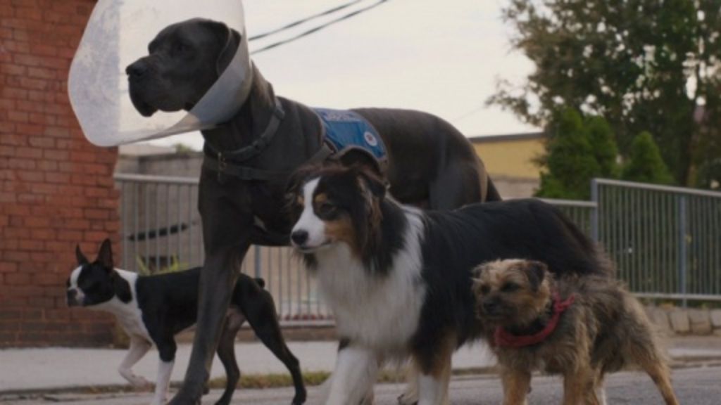 'Strays' mira el tráiler de la nueva película protagonizada por perros