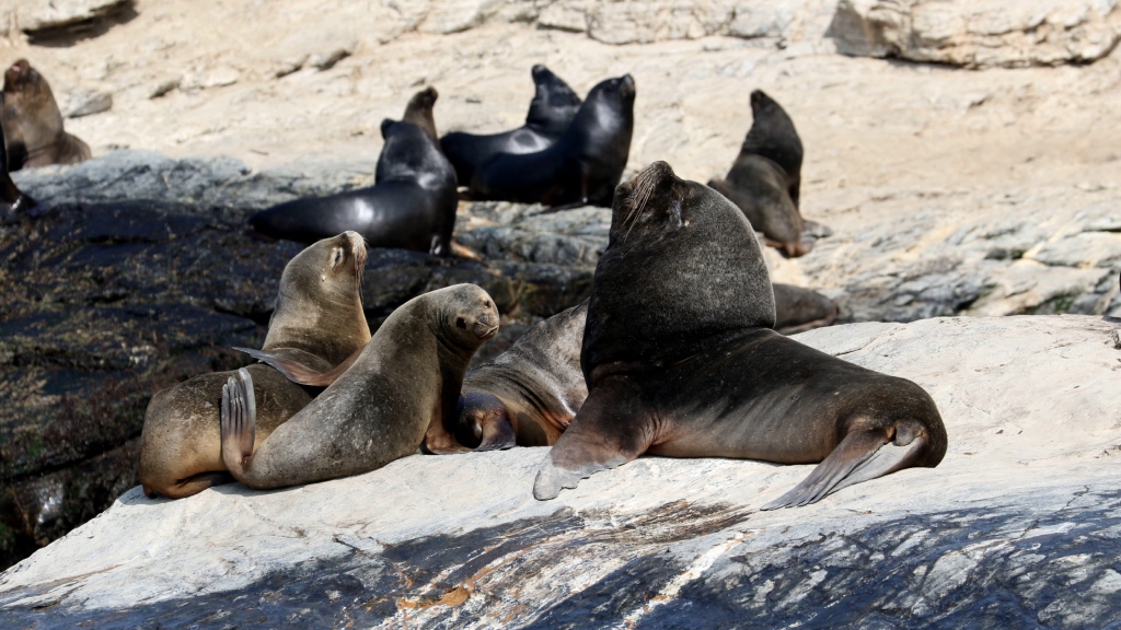 Influenza aviar: Sernapesca confirma primer caso en lobo marino en la  región de Valparaíso