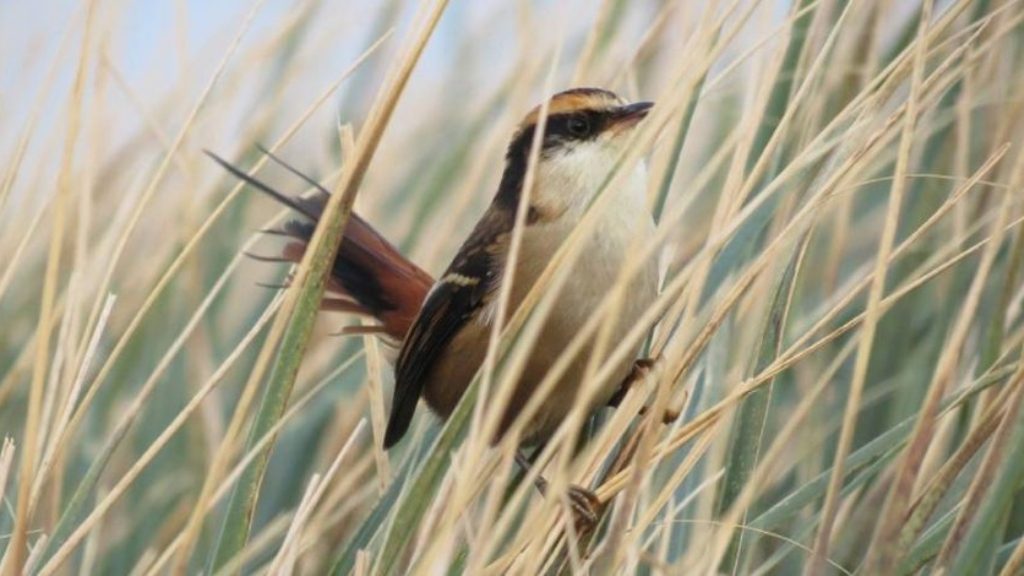 Investigación sobre ave El Rayadito está dentro de los 100 informes más leídos en la revista Nature